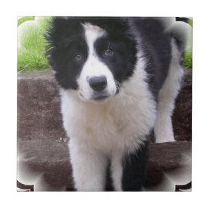 Carreau Tuile de chiot de border collie