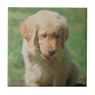Carreau Tuile de chiot de golden retriever