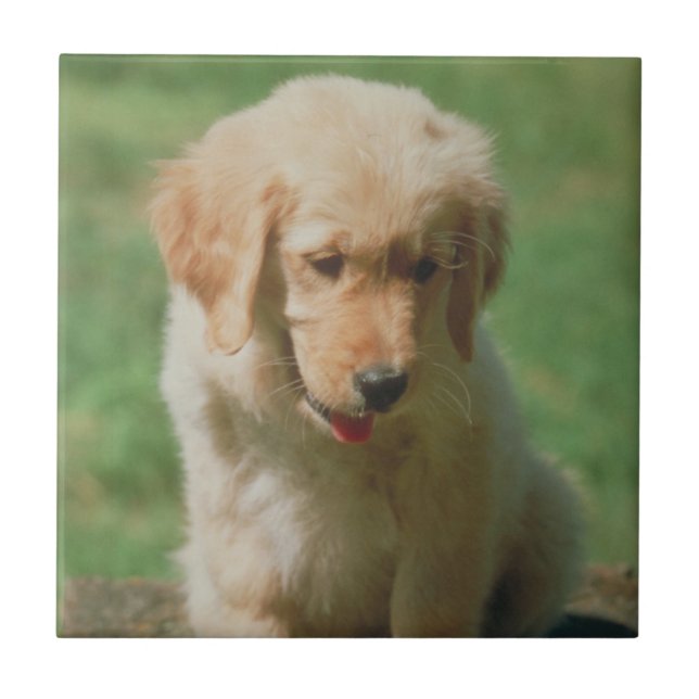 Carreau Tuile de chiot de golden retriever (Devant)