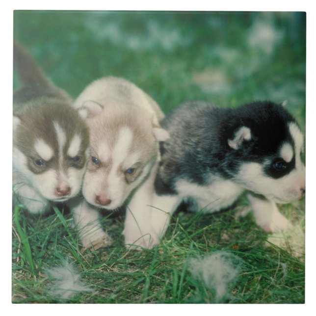 Carreau Tuile de chiots de chien de traîneau sibérien (Devant)