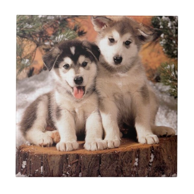 Carreau Tuile de chiots de Malamute d'Alaska (Devant)