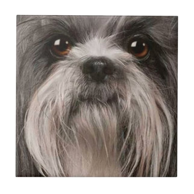 Carreau tuile de compagnie 2 (Devant)