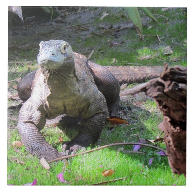 Carreau Tuile de dragon de Komodo (Devant)