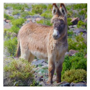 Carreau Tuile de faune, burros en céramique et sauvages,