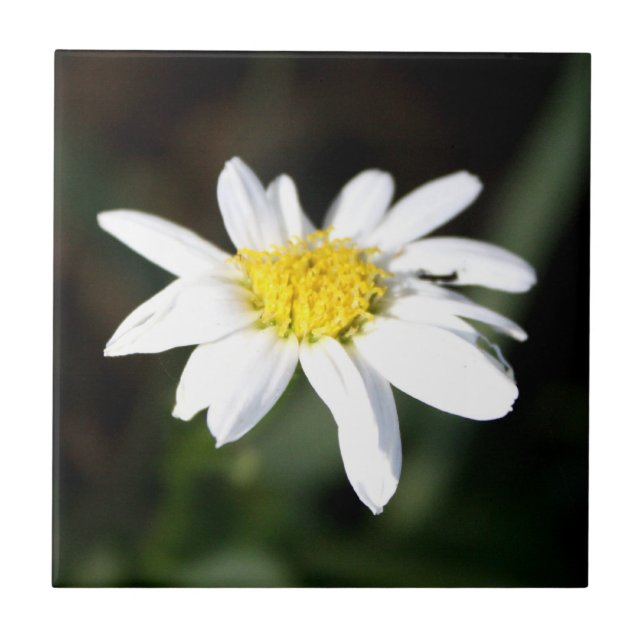 Carreau Tuile de fleur de marguerite (Devant)