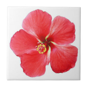 Carreau Tuile de fleurs d'Hibiscus rouge