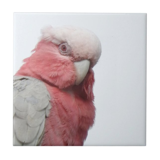Carreau Tuile de Galah (Devant)