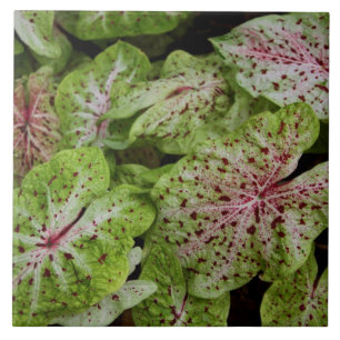 Carreau Tuile de Gingerland de Caladium