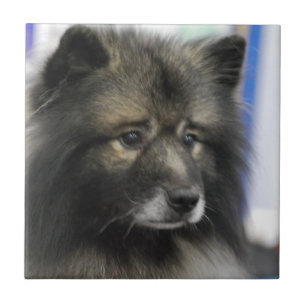 Carreau Tuile de Keeshond