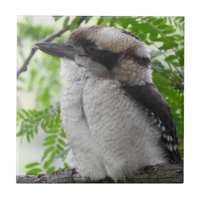 Carreau Tuile de Kookaburra (Devant)
