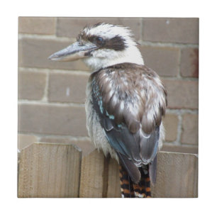 Carreau Tuile de Kookaburra