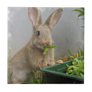 Carreau Tuile de lapin de lapin