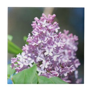 Carreau Tuile de lilas de lavande