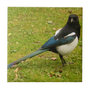 Carreau Tuile de Magpie