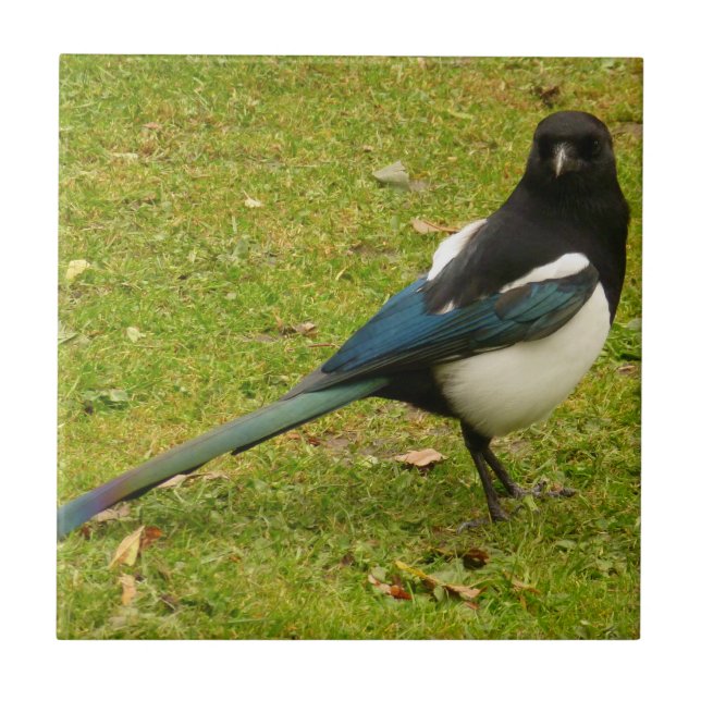 Carreau Tuile de Magpie (Devant)