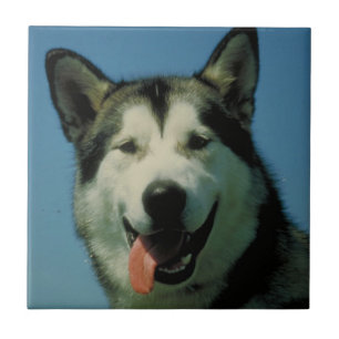Carreau Tuile de Malamute d'Alaska