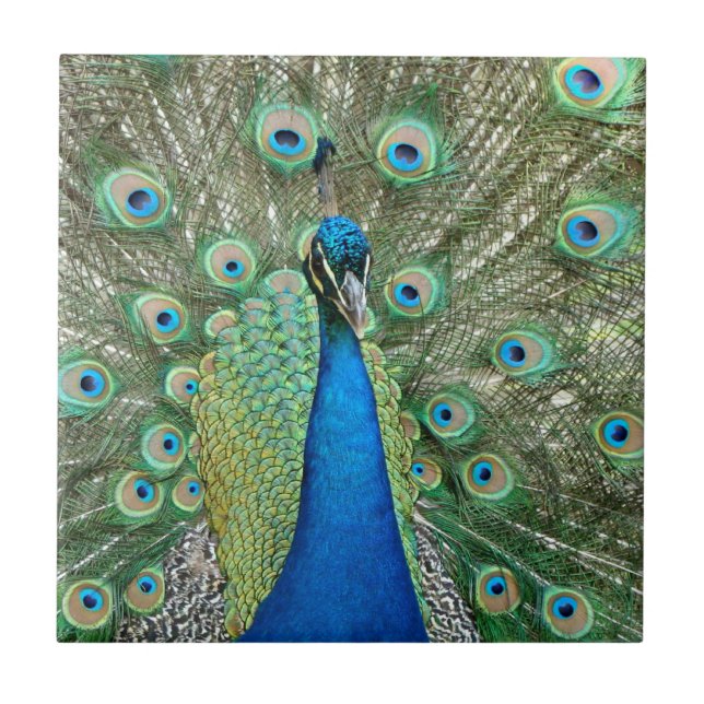 Carreau Tuile de paon (Devant)