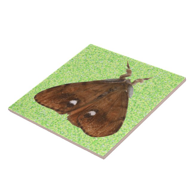 Carreau Tuile de papillon (Côté)