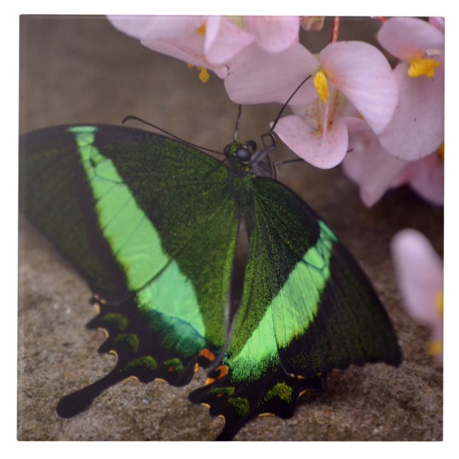 Carreau Tuile de papillon Swallowtail (Devant)