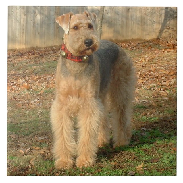 Carreau Tuile de photo de chien d'Airedale Terrier (Devant)
