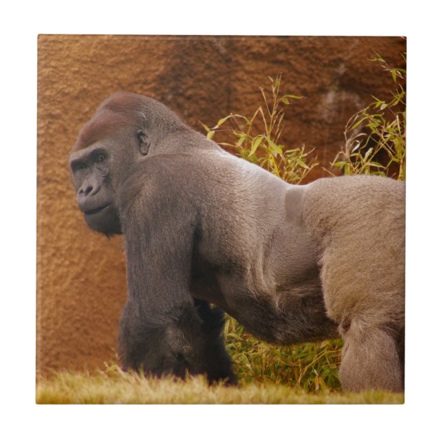 Carreau Tuile de photo de gorille de Silverback (Devant)