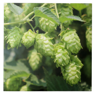 Carreau Tuile de photo de l'art d'houblon (houblon