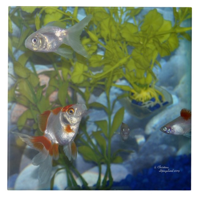 Carreau Tuile de platys de poisson rouge de Ryukin (Devant)