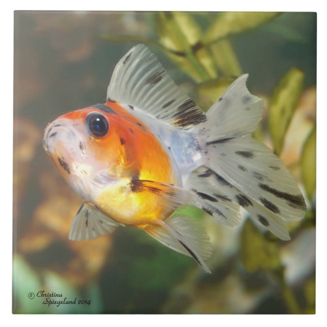Carreau Tuile de poisson rouge de Ryukin de calicot de (Devant)