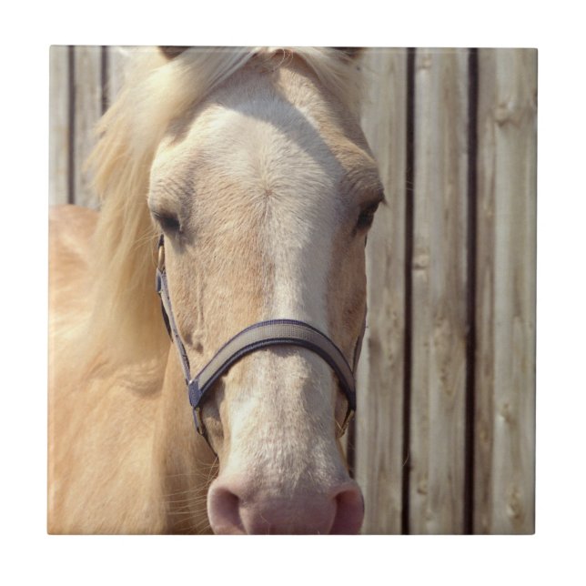 Carreau Tuile de poney de palomino (Devant)