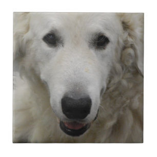 Carreau Tuile de race de chien de Kuvasz
