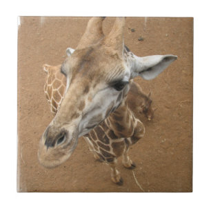 Carreau Tuile de regard fixe de girafe