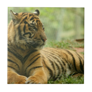 Carreau Tuile de repos de tigre