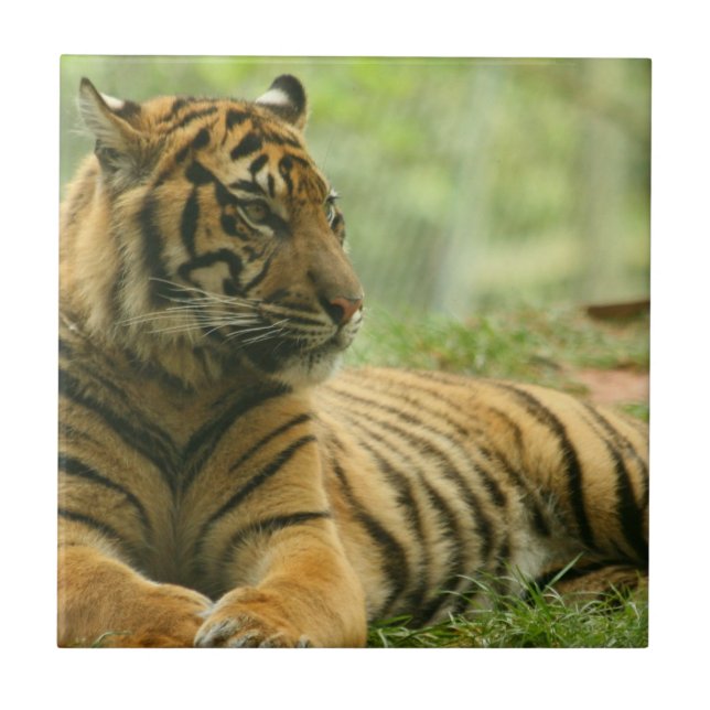 Carreau Tuile de repos de tigre (Devant)