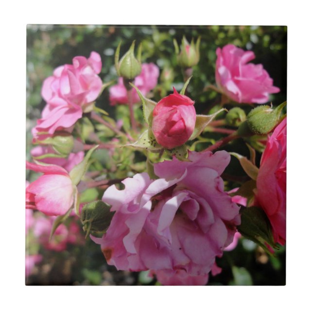 Carreau Tuile de rose de rose (Devant)