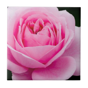 Carreau Tuile de rose de rose en pastel