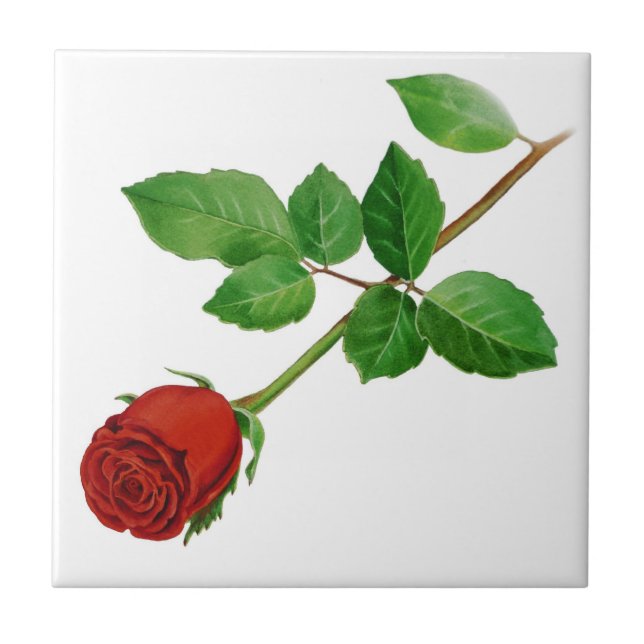 Carreau Tuile de rose rouge (Devant)