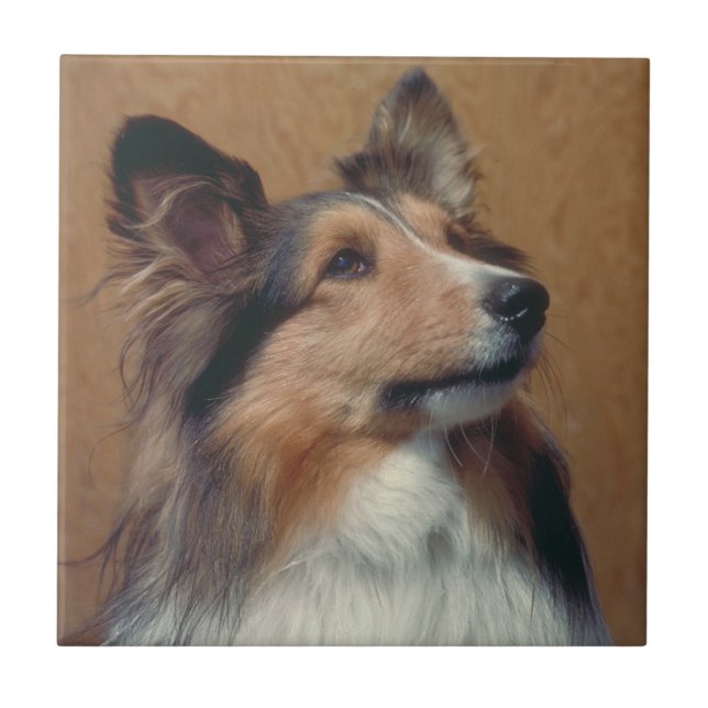Carreau Tuile de Sheltie de chien de berger de Shetland (Devant)