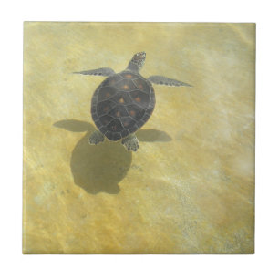 Carreau Tuile de tortue
