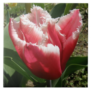 Carreau Tuile de tulipe à franges roses