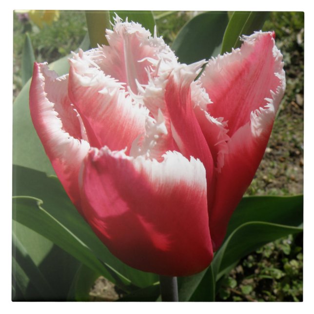 Carreau Tuile de tulipe à franges roses (Devant)