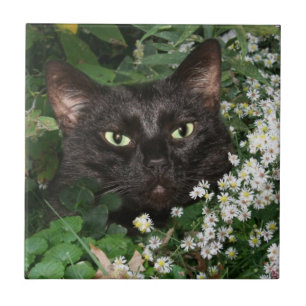 Carreau Tuile de visage de chat noir