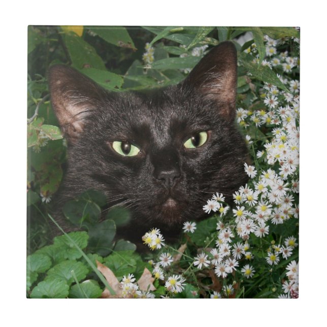 Carreau Tuile de visage de chat noir (Devant)