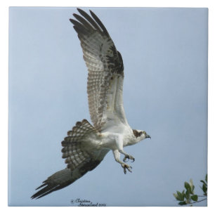 Carreau Tuile de vol d'oiseau de balbuzard