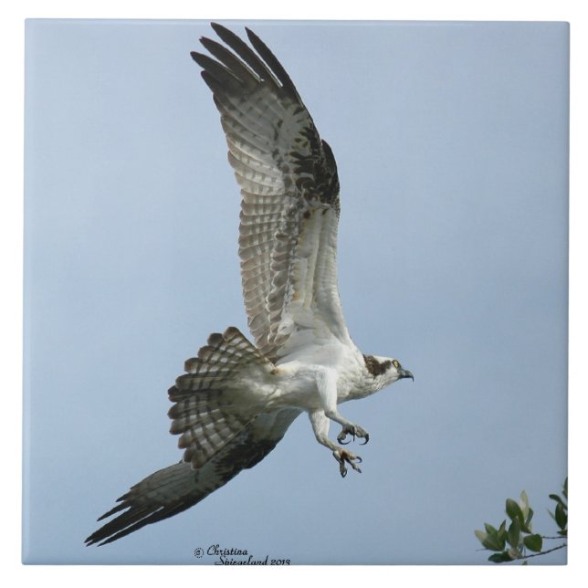 Carreau Tuile de vol d'oiseau de balbuzard (Devant)