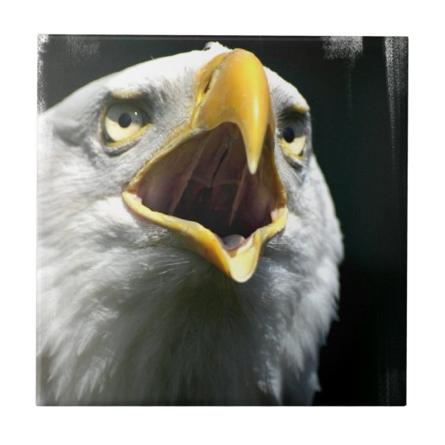 Carreau Tuile d'Eagle Screach (Devant)