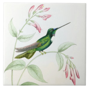 Carreau Tuile des colibris de Goulds