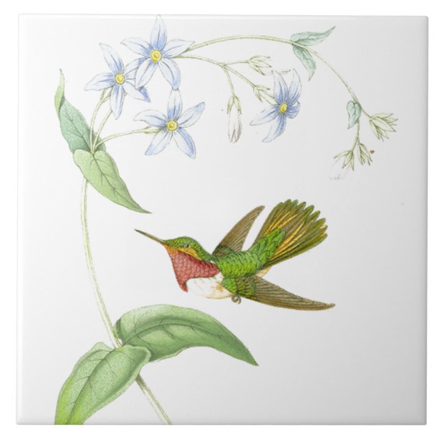 Carreau Tuile des colibris de Goulds (Devant)