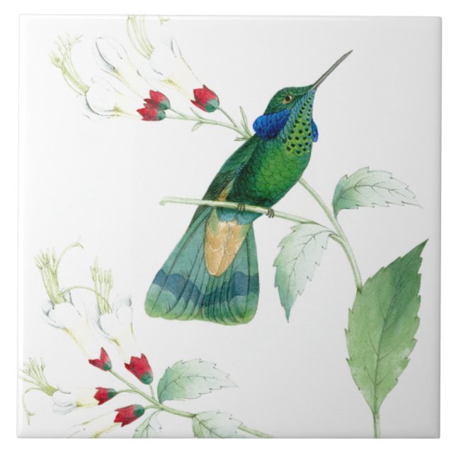 Carreau Tuile des colibris de Goulds (Devant)