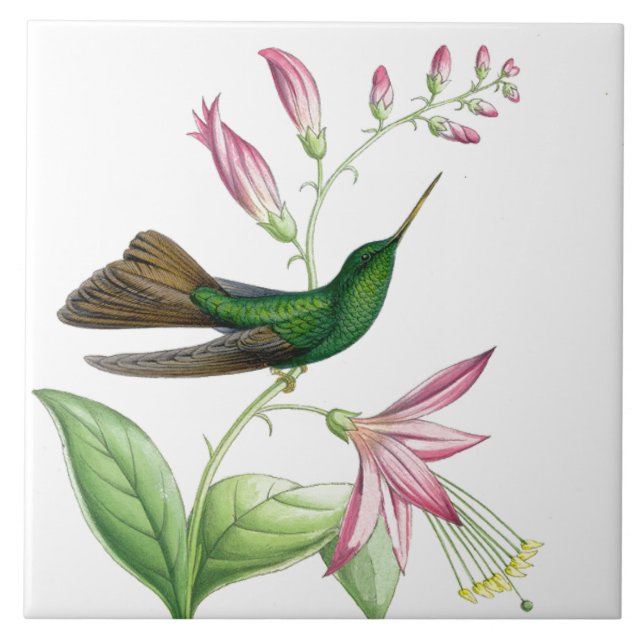 Carreau Tuile des colibris de Goulds (Devant)