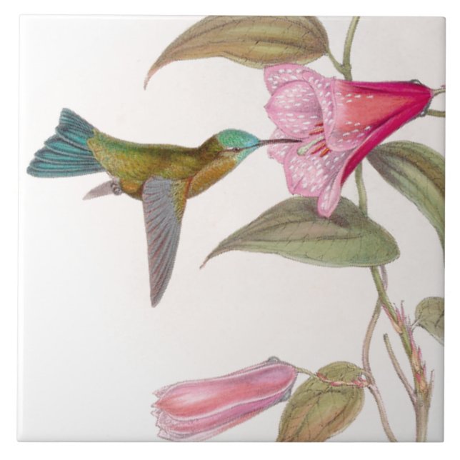Carreau Tuile des colibris de Goulds (Devant)
